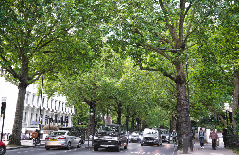 Image of Trees Along Holland Park Avenue