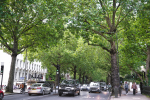 Image of Trees Along Holland Park Avenue