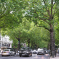 Image of Trees Along Holland Park Avenue