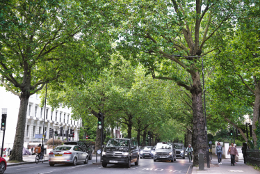 Image of Trees Along Holland Park Avenue